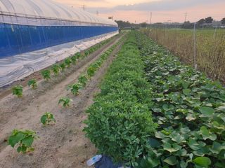 홍미옥님의 자유주제 · 자유게시판 작성글 사진