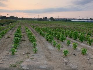 홍미옥님의 자유주제 · 자유게시판 작성글 사진