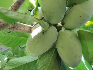 김안식~복숭아.포포님의 작성글 사진