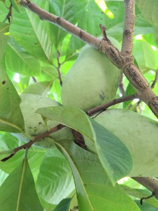 김안식~복숭아.포포님의 작성글 사진