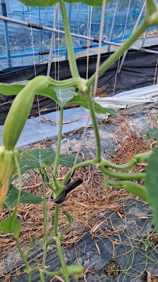 토마토초보농부님의 호박 · 자유게시판 작성글 사진