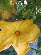 팜모닝 호박·영농일지 게시글 이미지