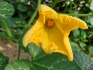 알 수 없음님의 호박 · 영농일지 작성글 사진