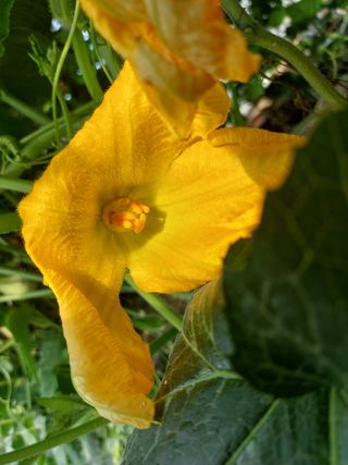 알 수 없음님의 호박 · 영농일지 작성글 사진