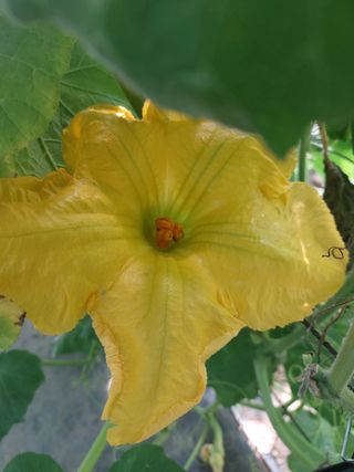 알 수 없음님의 호박 · 영농일지 작성글 사진