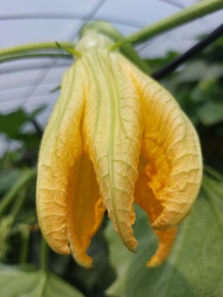 알 수 없음님의 호박 · 영농일지 작성글 사진