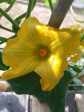 알 수 없음님의 호박 · 영농일지 작성글 사진