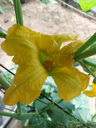 알 수 없음님의 호박 · 영농일지 작성글 사진