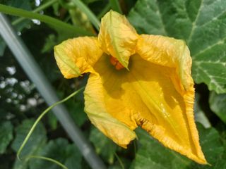 알 수 없음님의 호박 · 영농일지 작성글 사진