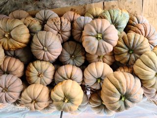 이주범님의 호박 · 자유게시판 작성글 사진