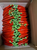 팜모닝 고추·수확 게시글 이미지