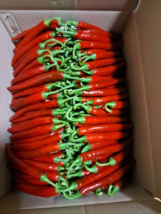 최형곤님의 고추 · 수확 작성글 사진