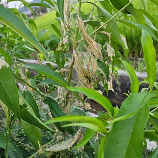 이한님의 복숭아 · 병해충상담 작성글 사진
