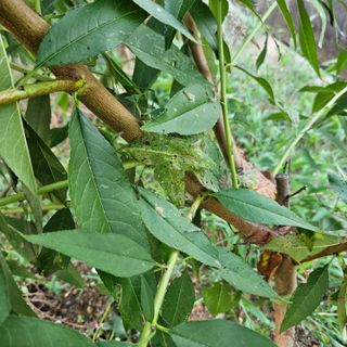 이한님의 복숭아 · 병해충상담 작성글 사진