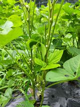 팜모닝 콩·자유게시판 게시글 이미지