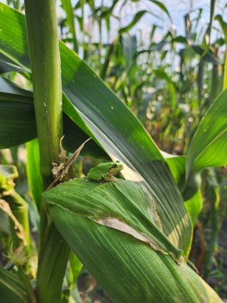 권지연.옥천.님의 옥수수 · 자유게시판 작성글 사진
