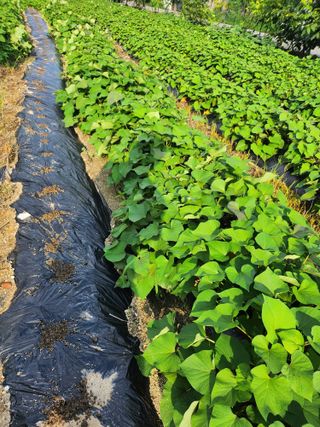 유흥상님의 고구마 · 자유게시판 작성글 사진