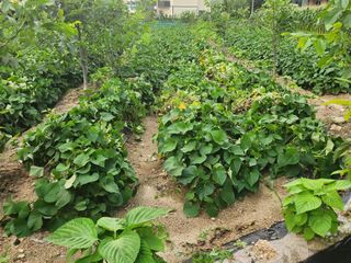 유흥상님의 고구마 · 자유게시판 작성글 사진