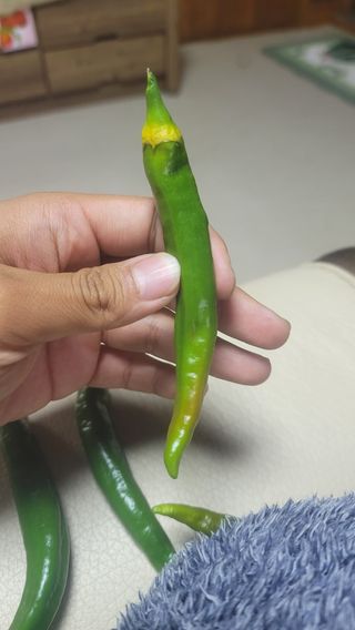 김정한님의 고추 · 병해충상담 작성글 사진