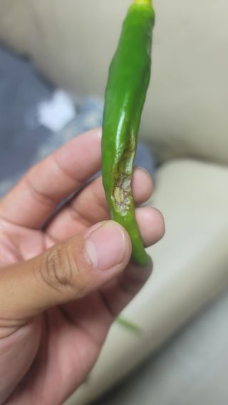 김정한님의 고추 · 병해충상담 작성글 사진