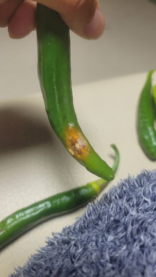 김정한님의 고추 · 병해충상담 작성글 사진