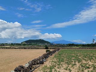 이승규(제주아침)님의 귤 · 일상 작성글 사진
