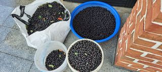 장준재님의 기타작물 · 자유게시판 작성글 사진