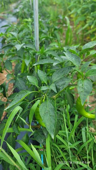 엄성열님의 콩 · 영농일지 작성글 사진