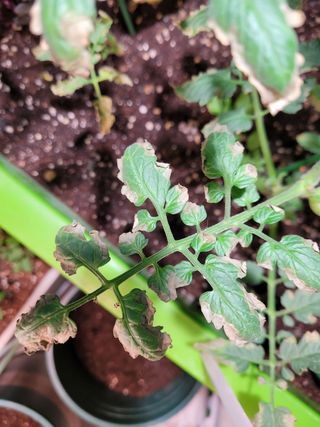 새싸기님의 상추 · 병해충상담 작성글 사진