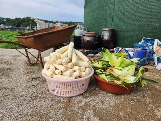 에바다님의 옥수수 · 자유게시판 작성글 사진