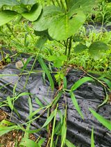 팜모닝 콩·자유게시판 게시글 이미지