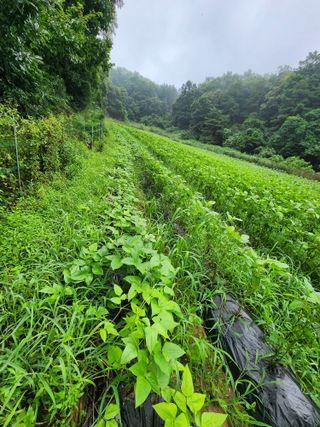 까미네님의 콩 · 자유게시판 작성글 사진