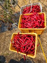 팜모닝 고추·영농일지 게시글 이미지