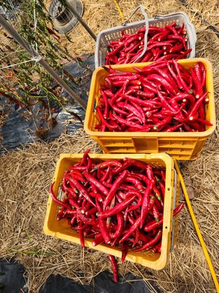 오임택 님의 고추 · 영농일지 작성글 사진