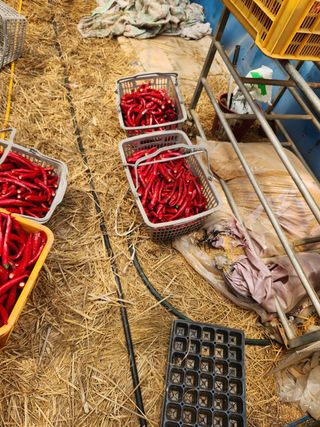 오임택 님의 고추 · 영농일지 작성글 사진