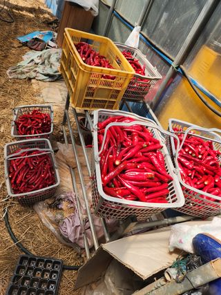 오임택 님의 고추 · 영농일지 작성글 사진