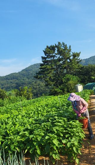 가장현명한man님의 들깨 · 자유게시판 작성글 사진