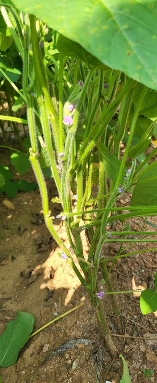 가장현명한man님의 들깨 · 자유게시판 작성글 사진