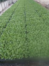 팜모닝 배추·품종•종자 게시글 이미지