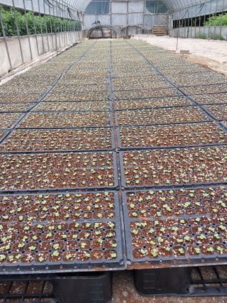 괴산 순정농부님의 배추 · 품종•종자 작성글 사진