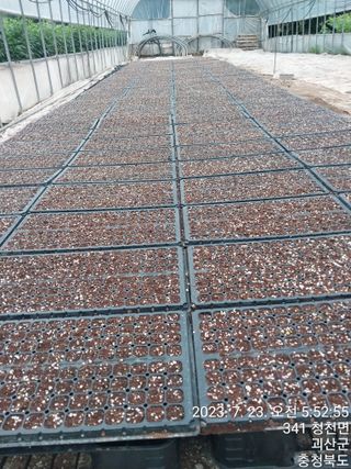 괴산 순정농부님의 배추 · 품종•종자 작성글 사진