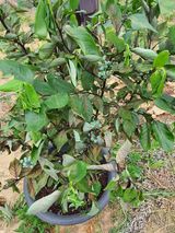 팜모닝 블루베리·병해충상담 게시글 이미지