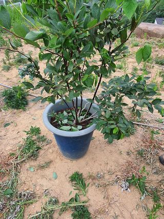 아네모네1님의 블루베리 · 병해충상담 작성글 사진