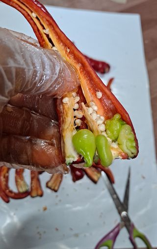 귀농2년/지성훈님의 고추 · 수확 작성글 사진