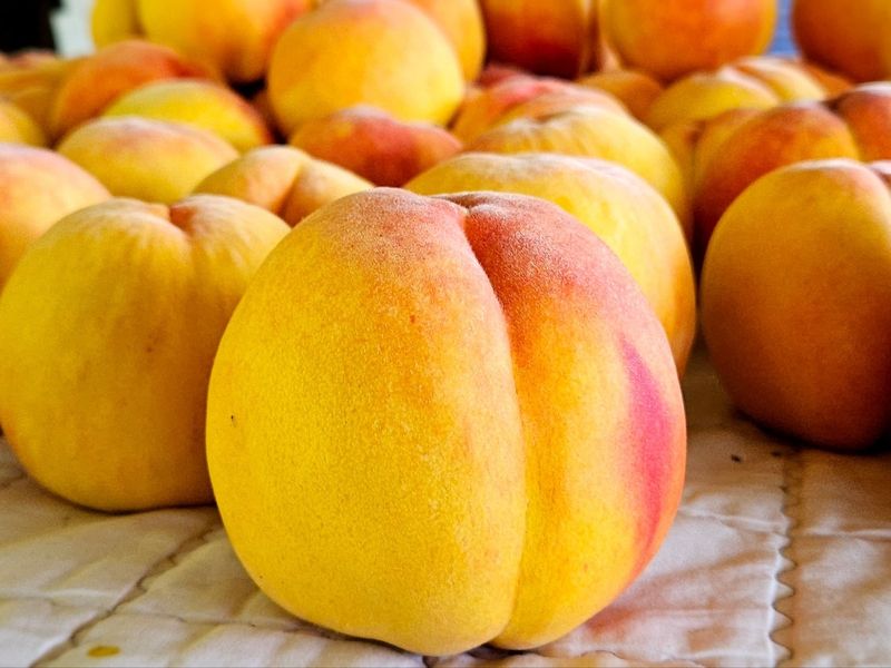 장터 상품 [(판매완료)복숭아 골드로망4kg] 썸네일