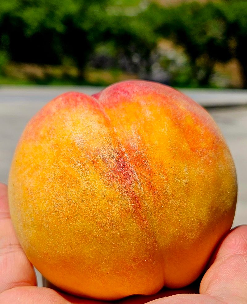 하지훈님의 장터 판매 상품 [(판매완료)복숭아 골드로망4kg] 첨부 사진