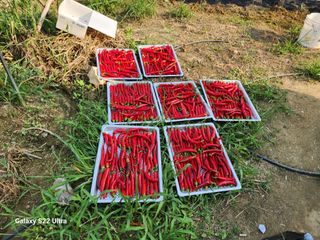 박해용(세건농장)님의 고추 · 수확 작성글 사진