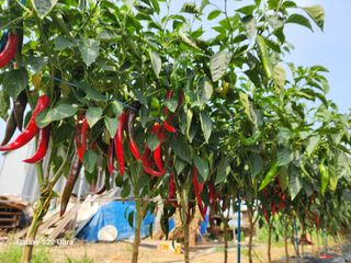 박해용(세건농장)님의 고추 · 수확 작성글 사진