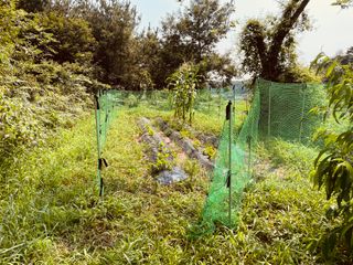 김회철님의 기타작물 · 영농일지 작성글 사진