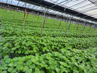 준영농장 출석왕.님의 들깨 · 자유게시판 작성글 사진